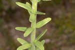 Coastal plain chaffhead